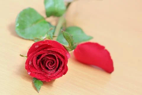 Red rose Stock Photos