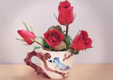 Red rose Stock Photos