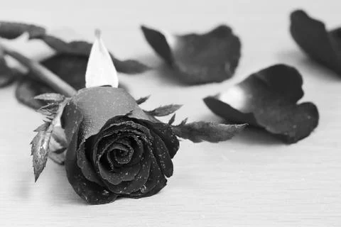 Red rose Stock Photos