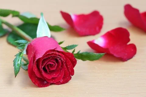 Red rose Foto stock