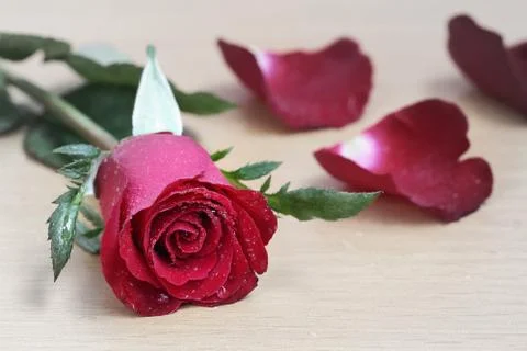 Red rose Stock Photos