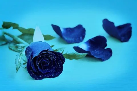 Red rose Stock Photos