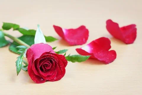 Red rose Stock Photos