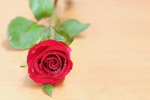 Red rose Stock Photos