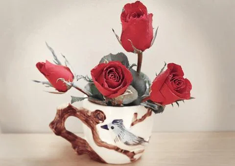 Red rose Stock Photos