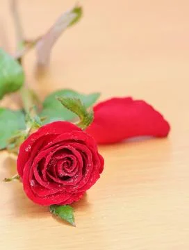 Red rose Stock Photos