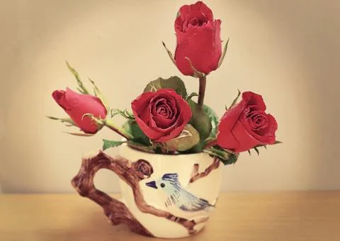 Red rose Stock Photos