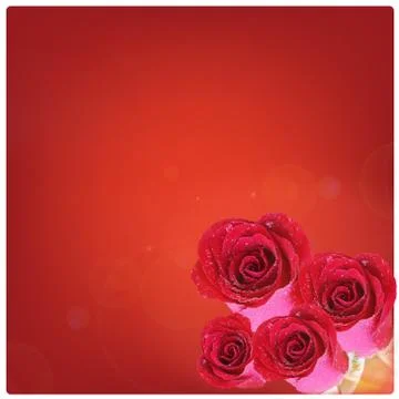 Red rose Stock Photos