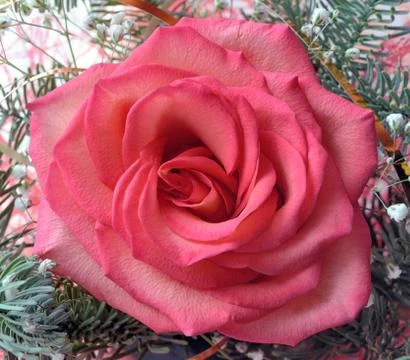 Red rose Stock Photos