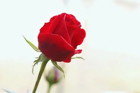 Red rose Stock Photos