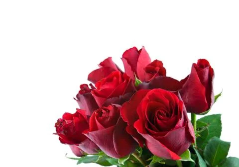 Red rose Stock Photos