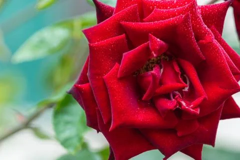 The red rose Foto stock