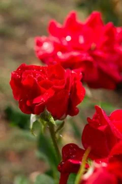 Red rose Stock Photos