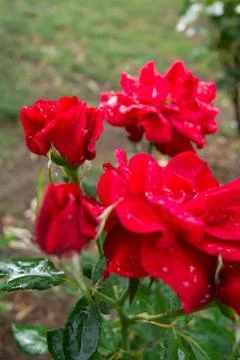 Red rose Foto stock
