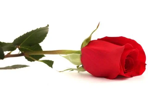 Red rose Stock Photos