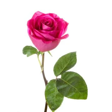 Red rose Stock Photos