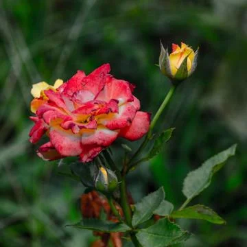 Red Rose Stock Photos