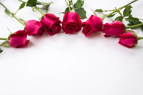 Red rose Stock Photos