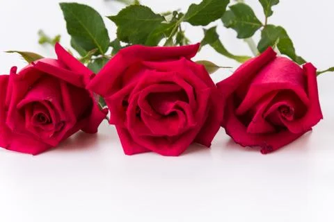 Red rose Stock Photos