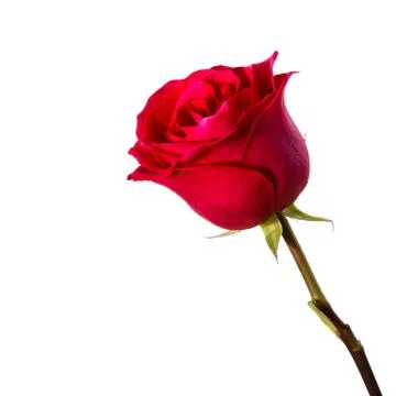 Red rose Stock Photos