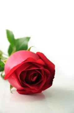 Red rose Stock Photos