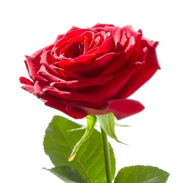 Red rose Stock Photos