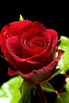 Red Rose Stock Photos