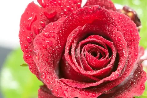 Red Rose Stock Photos