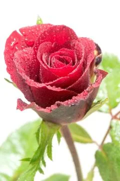 Red Rose Stock Photos