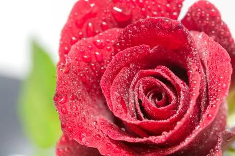 Red Rose Stock Photos