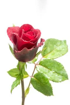 Red Rose Stock Photos