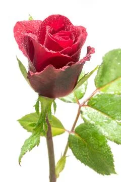 Red Rose Stock Photos