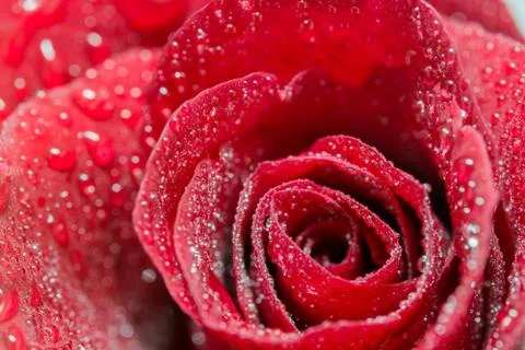 Red Rose Stock Photos