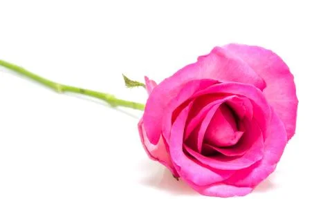 Red Rose Stock Photos