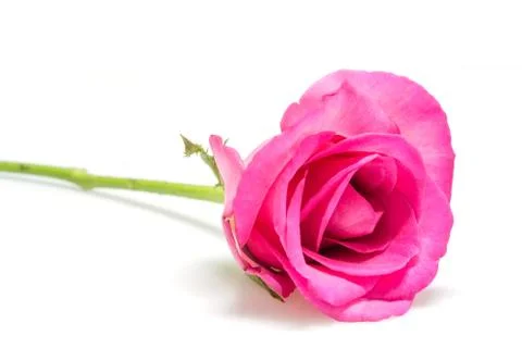 Red Rose Stock Photos