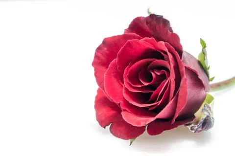 Red Rose Stock Photos