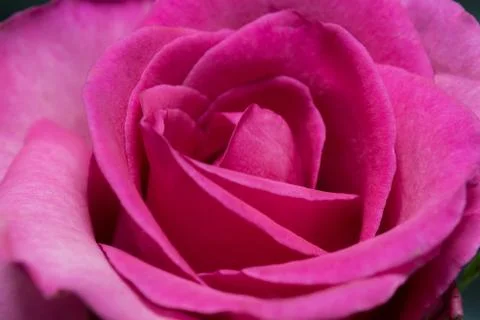 Red Rose Stock Photos