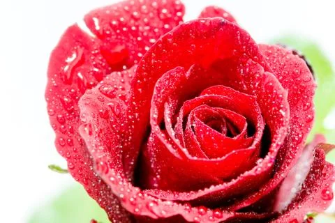 Red Rose Stock Photos