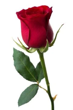 Red rose Stock Photos