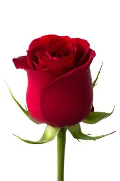 Red rose Stock Photos