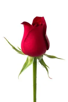 Red rose Stock Photos