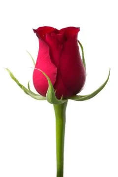 Red rose Stock Photos