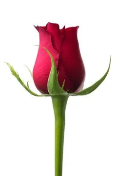 Red rose Stock Photos