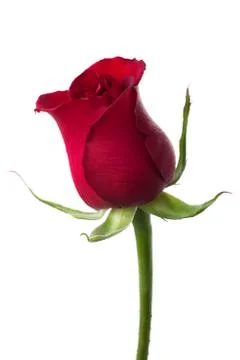 Red rose Stock Photos