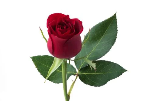 Red rose Stock Photos