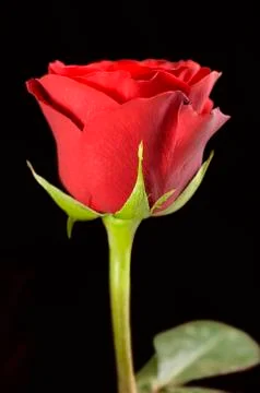 Red rose Fotos de archivo