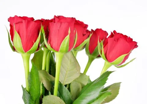 Red rose Stock Photos
