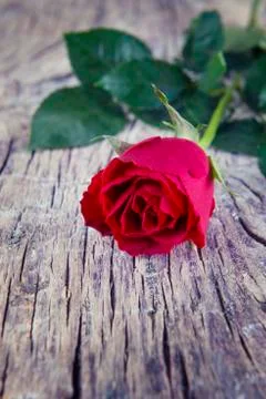 Red rose Stock Photos