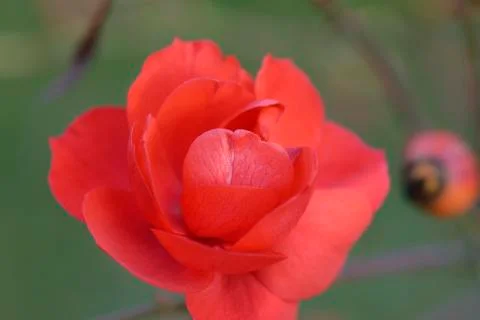 Red rose Stock Photos