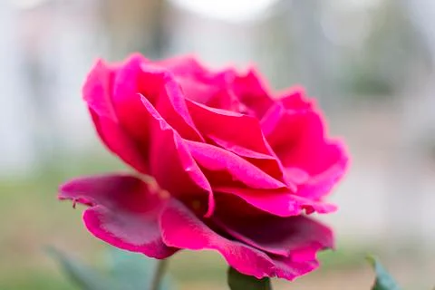Red rose Stock Photos